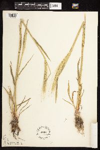 Secale cereale image