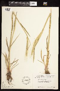 Secale cereale image