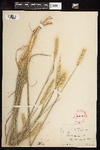 Secale cereale image