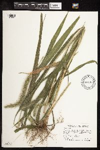 Setaria faberi image