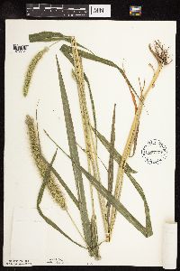 Setaria faberi image