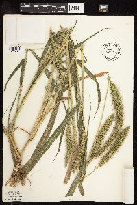 Setaria faberi image