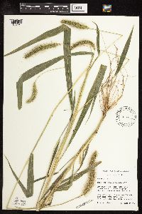 Setaria faberi image
