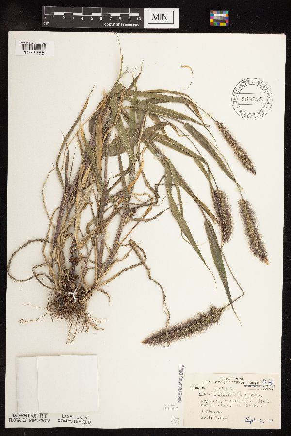Setaria italica image