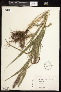 Setaria viridis var. major image