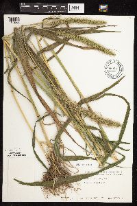 Setaria faberi image
