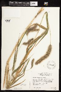 Setaria viridis var. major image