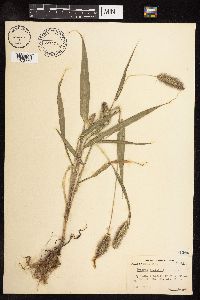 Setaria italica image