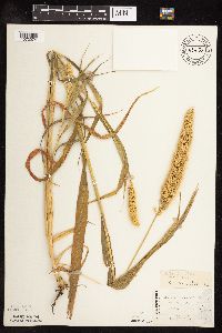 Setaria italica image