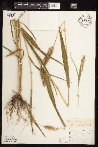 Setaria italica image