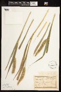 Setaria italica image