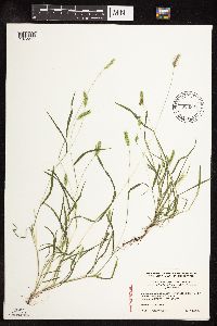 Setaria pumila image