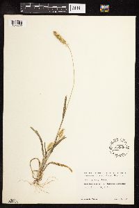 Setaria pumila subsp. pumila image