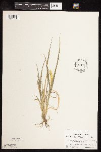Setaria pumila subsp. pumila image