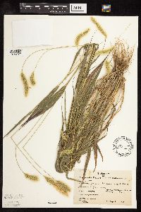 Setaria pumila subsp. pumila image