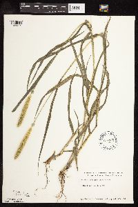 Setaria pumila subsp. pumila image