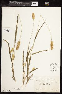 Setaria pumila subsp. pumila image