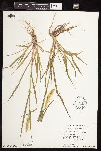 Setaria pumila subsp. pumila image