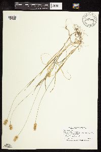 Setaria pumila subsp. pumila image