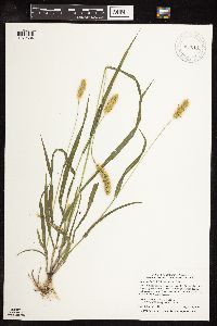 Setaria pumila subsp. pumila image