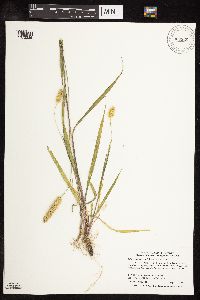 Setaria pumila subsp. pumila image