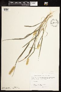 Setaria pumila subsp. pumila image