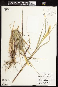 Setaria pumila subsp. pumila image