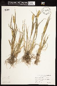 Setaria pumila subsp. pumila image