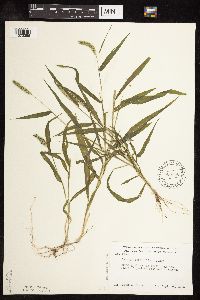 Setaria verticillata image