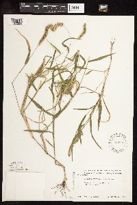 Setaria verticillata image
