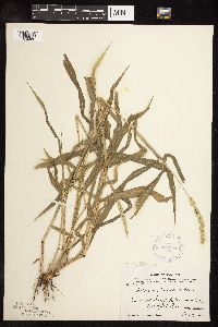 Setaria verticillata image