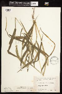 Setaria verticillata image