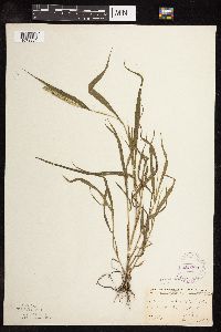 Setaria verticillata image
