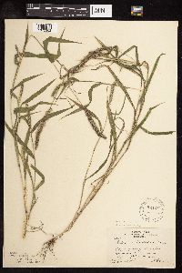 Setaria verticillata image