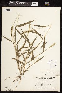 Setaria verticillata image