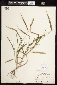 Setaria verticillata image