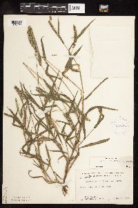 Setaria verticillata image