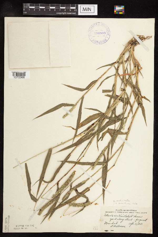 Setaria verticillata image