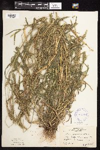 Setaria verticillata image