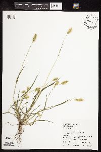Setaria viridis image
