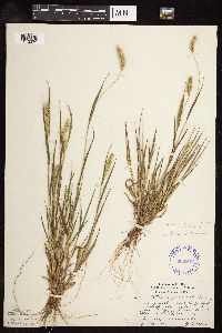 Setaria viridis image