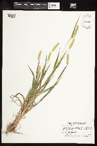 Setaria viridis image