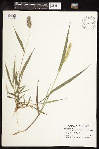 Setaria viridis image