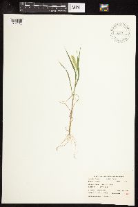 Setaria viridis image