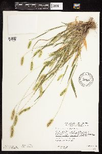 Setaria viridis image