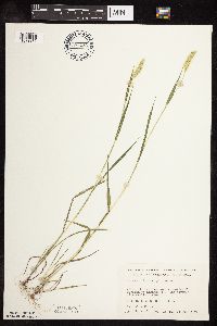 Setaria viridis image