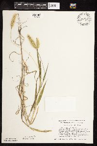 Setaria viridis image
