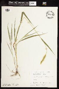 Setaria viridis image