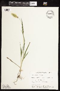 Setaria viridis image