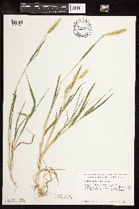 Setaria viridis image